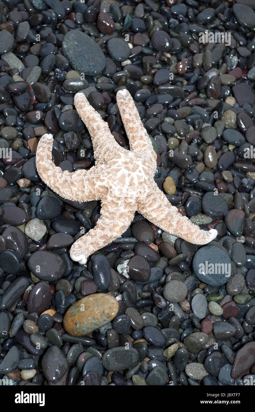 A starfish washed up onto the mostly black rocks of Alki Beach in West Seattle and looks as if it is running back into the water. Stock Photo