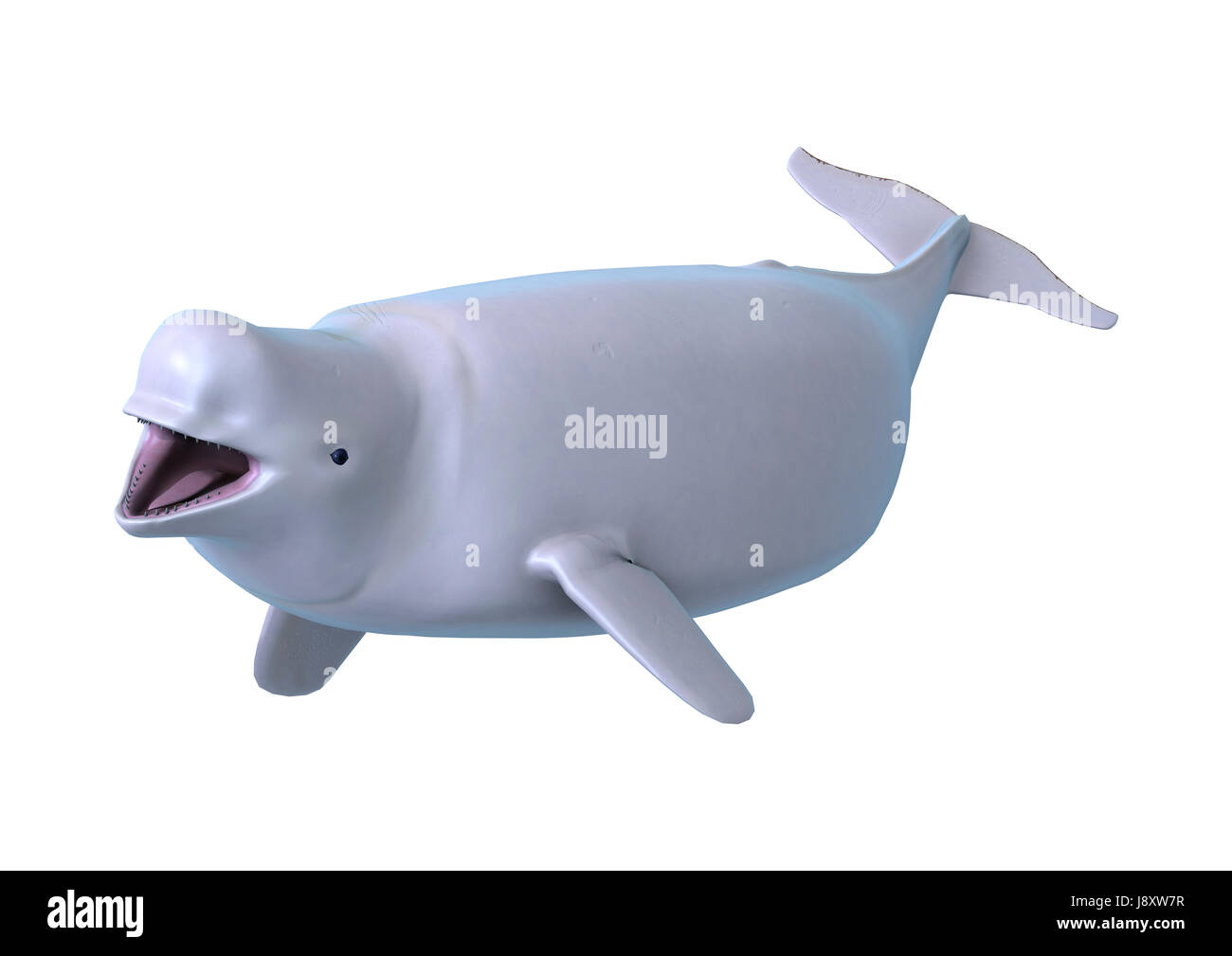 3D rendering of a beluga white whale isolated on white background Stock Photo