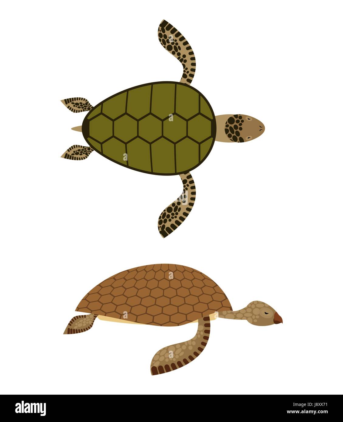 set Water turtle. Side view and top view. Deep-sea animals. Marine reptiles  with shells. Vector illustration Stock Vector Image & Art - Alamy