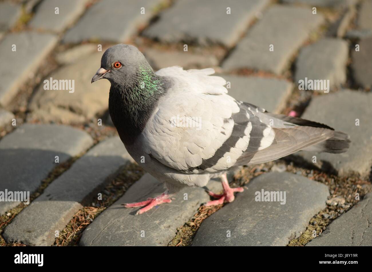 Feral pigeon beak hi-res stock photography and images - Alamy