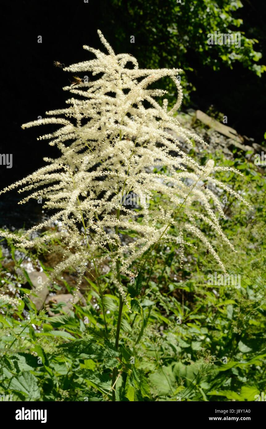 Aruncus dioicus, or Bride's Feathers, flowering in a European montane forest. The plant is also called Goat's Beard. Stock Photo