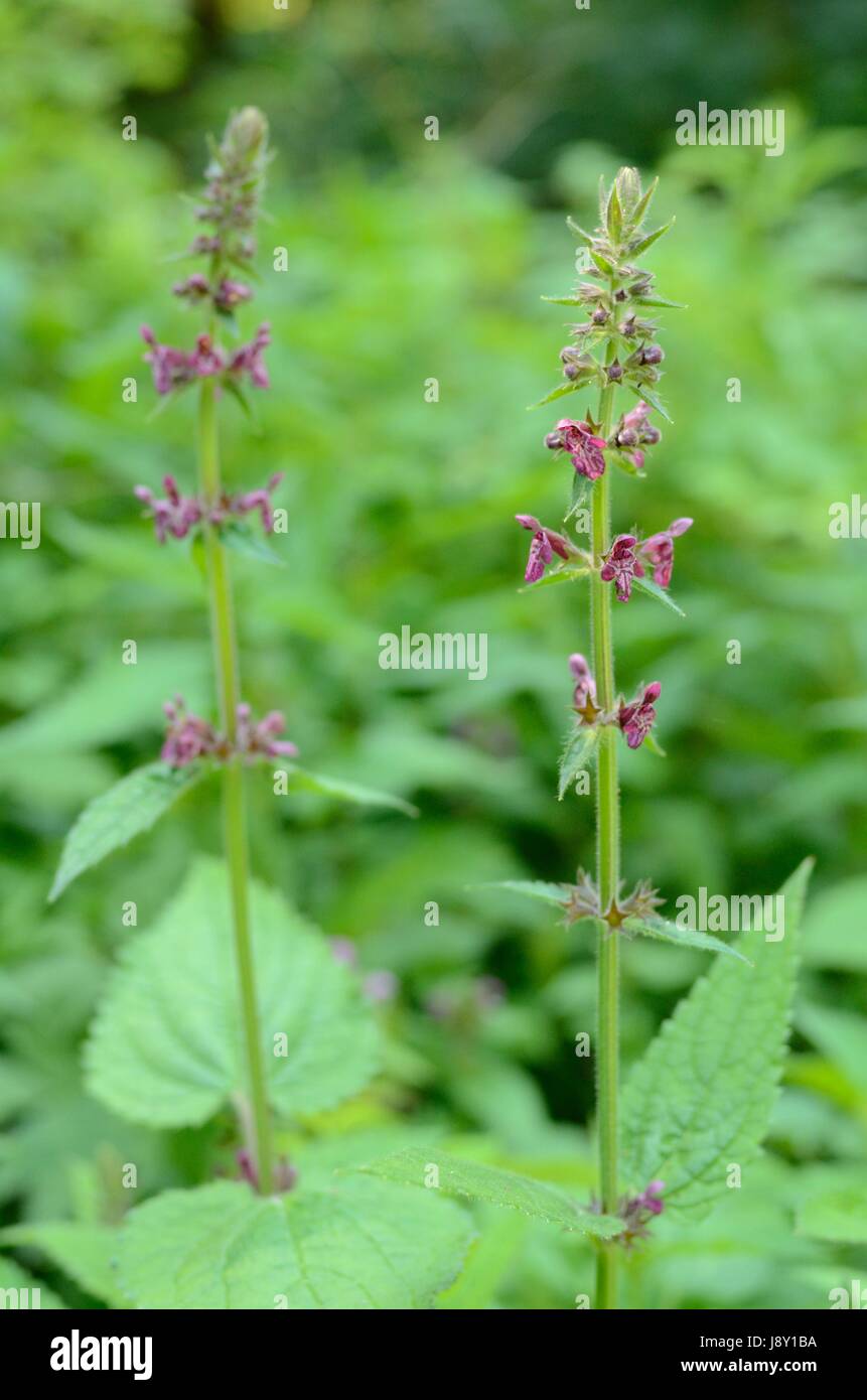 The Wood Betony (Stachys sylvatica) in flower Stock Photo