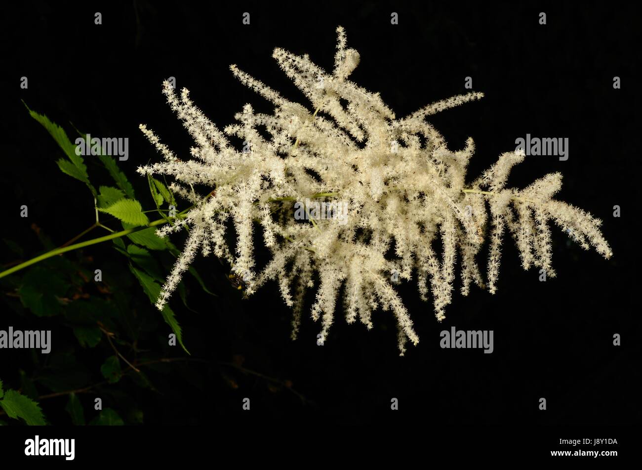 Aruncus dioicus, or Bride's Feathers, flowering in a European montane forest. The plant is also called Goat's Beard. Stock Photo