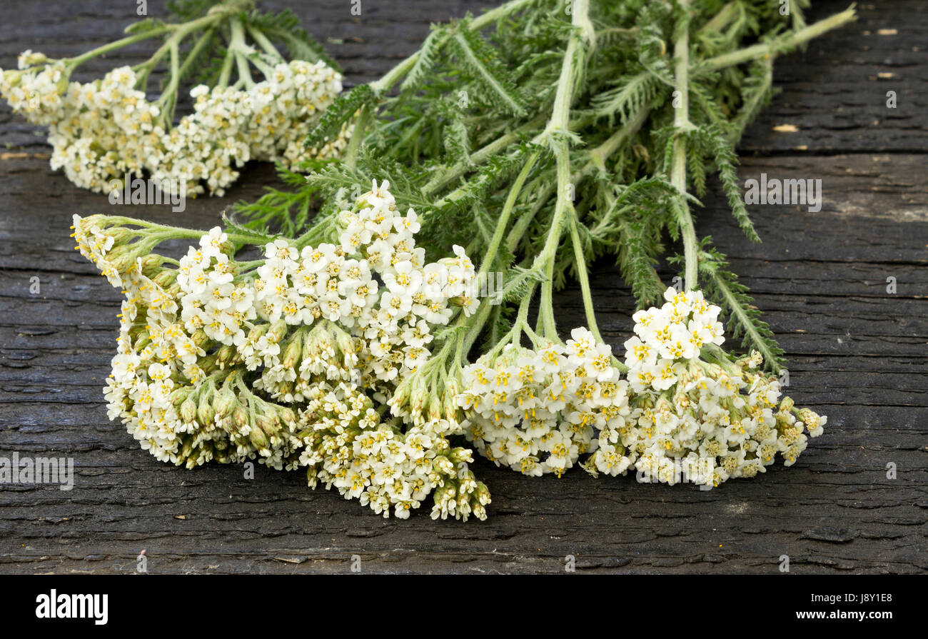 White Yarrow (Achillea millefolium) flowers on the table. Stock Photo