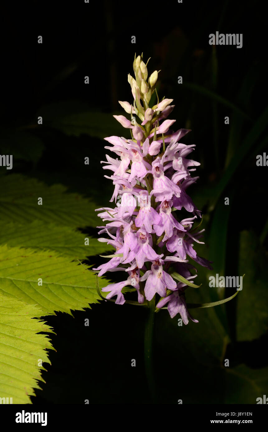 The Spotted Orchid in flower Stock Photo