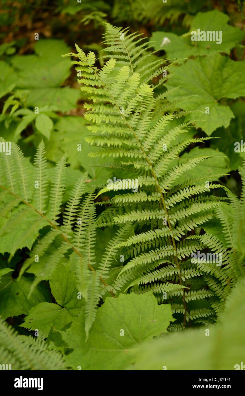 Fern ecosystem hi-res stock photography and images - Alamy