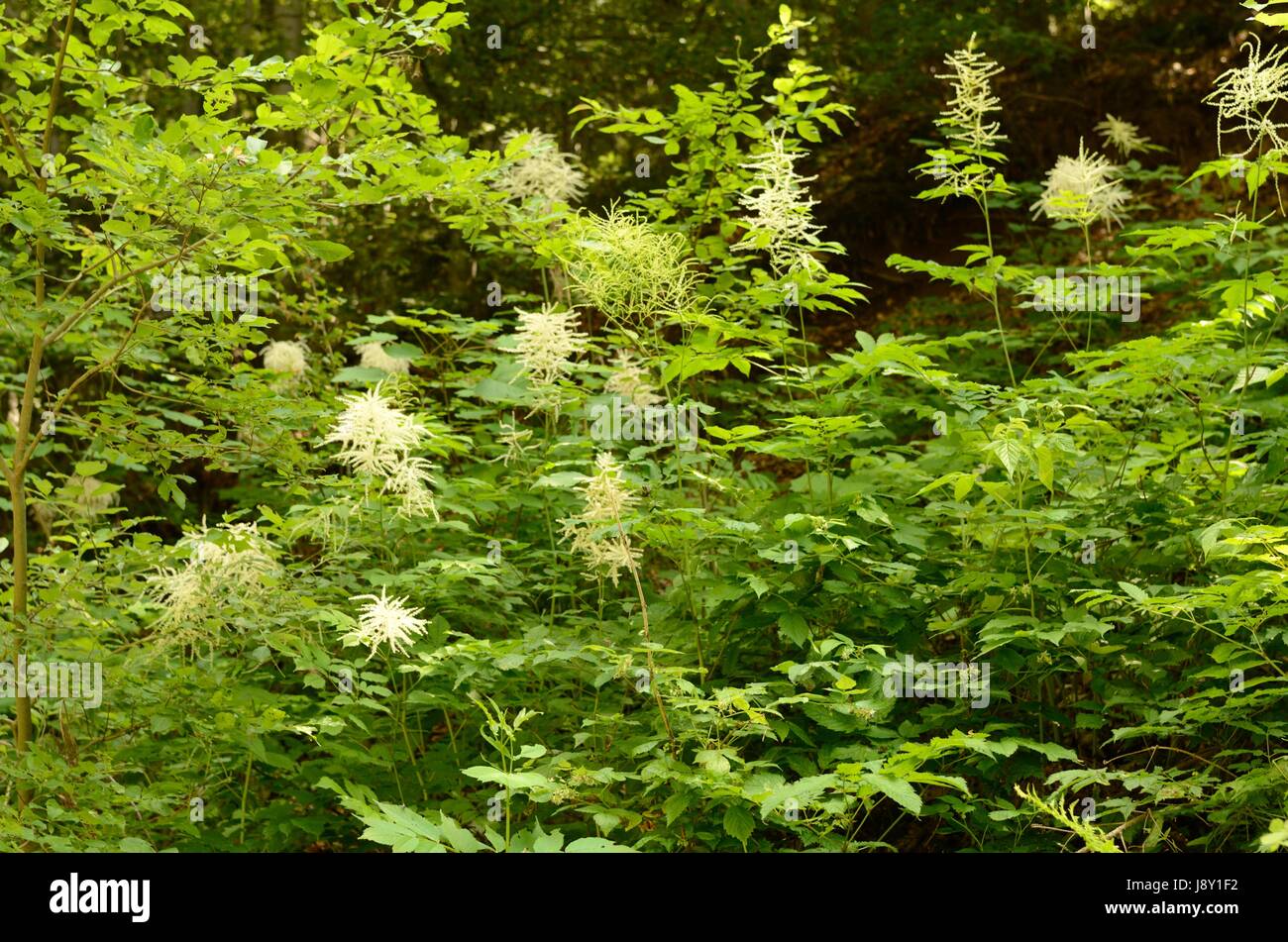 Aruncus dioicus, or Bride's Feathers, flowering in a European montane forest. The plant is also called Goat's Beard. Stock Photo