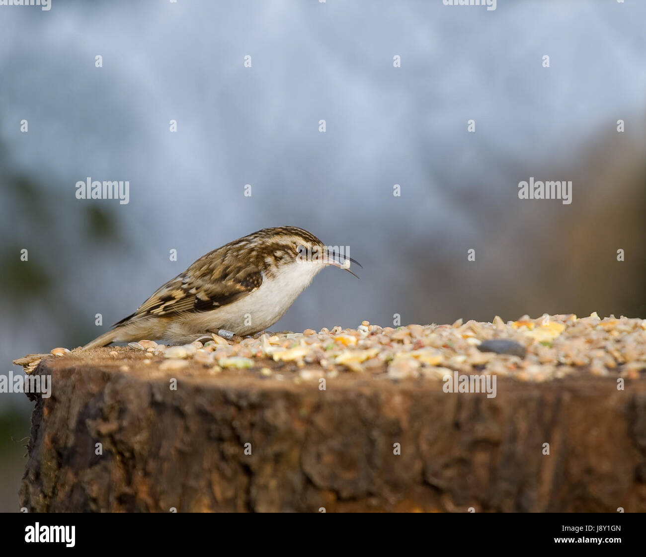 bird, ringed, woodland, eurasian, bird, seed, ringed, identification