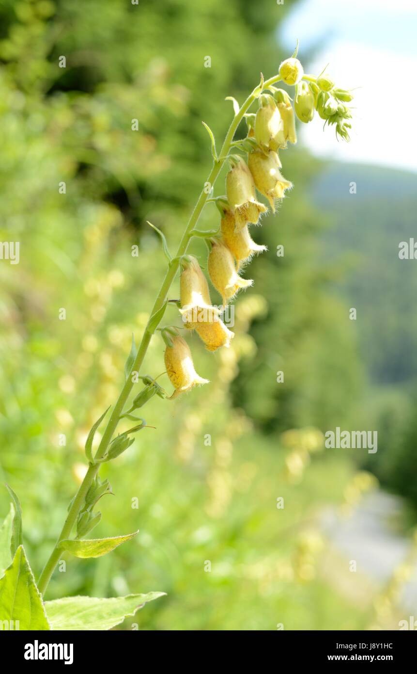 Yellow foxglove flowers. The plant belongs to the Digitalis genus ...
