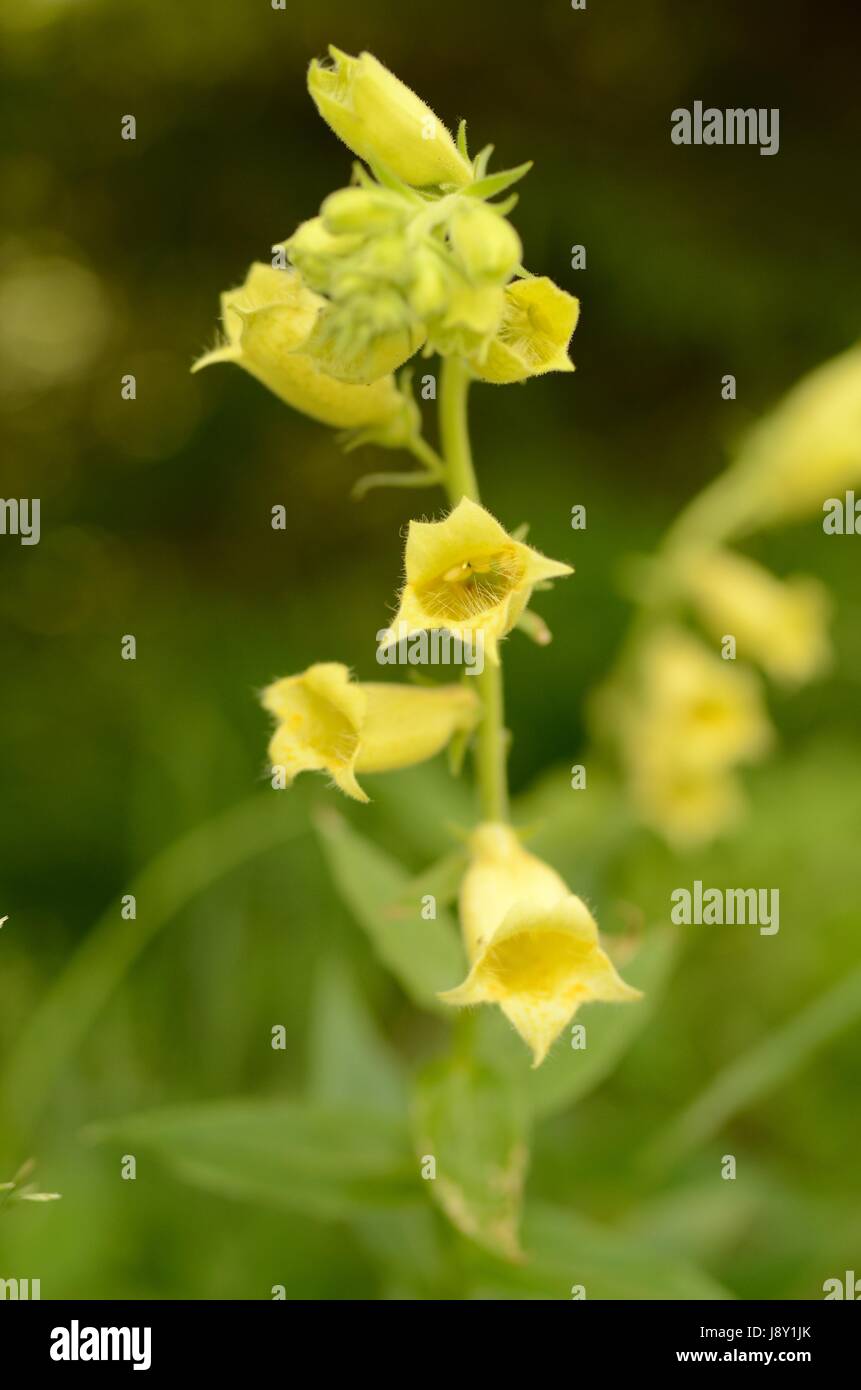 Yellow foxglove flowers. The plant belongs to the Digitalis genus ...