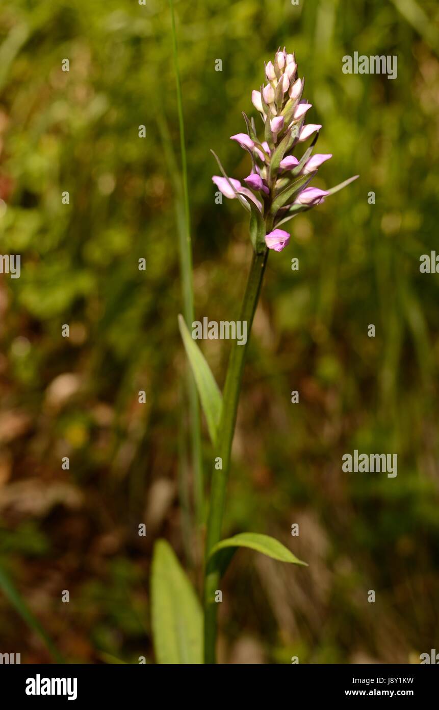 The Spotted Orchid Stock Photo