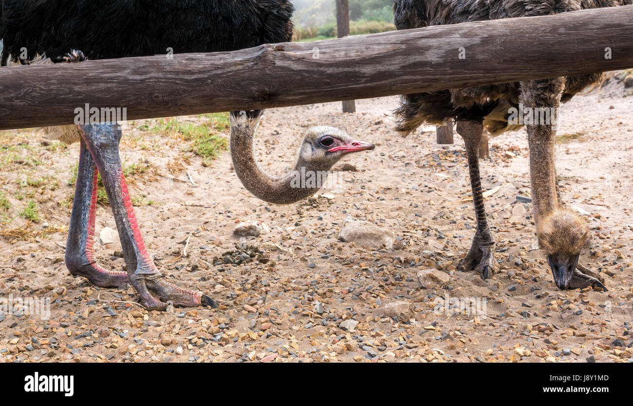 Ostriches (Struthio camelus) at ostrich farm, Cape Peninsula, Western Cape, South Africa, with male and female ostrich eating pebbles Stock Photo