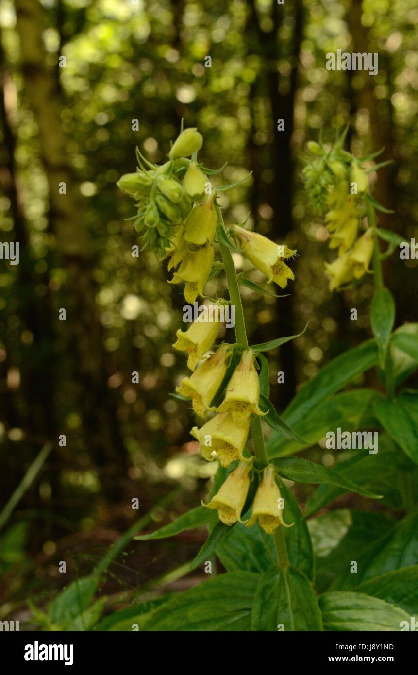 Yellow foxglove flowers. The plant belongs to the Digitalis genus ...