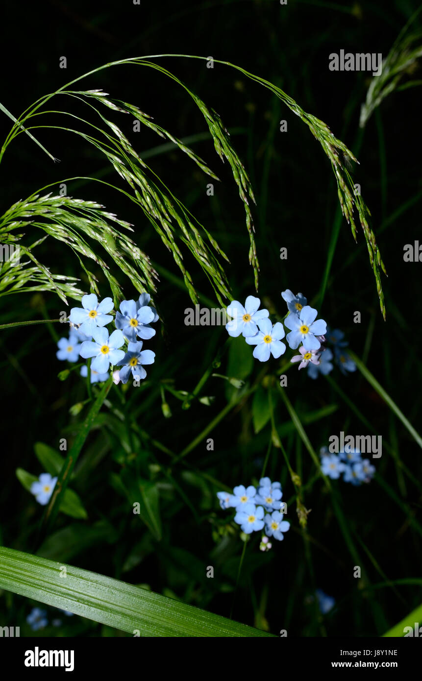 Some Forget-Me-Nots and grass Stock Photo