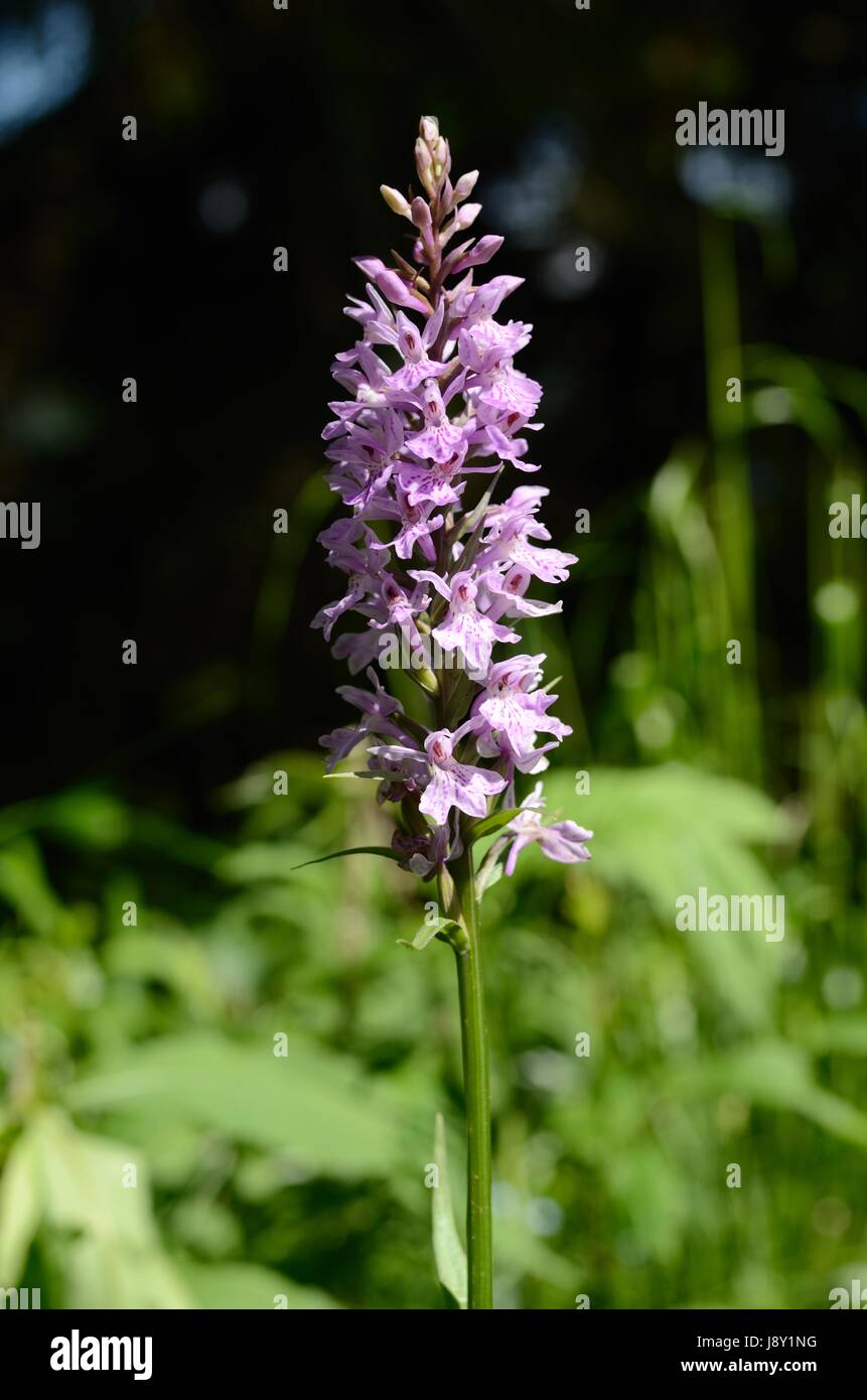 The Spotted Orchid in flower Stock Photo