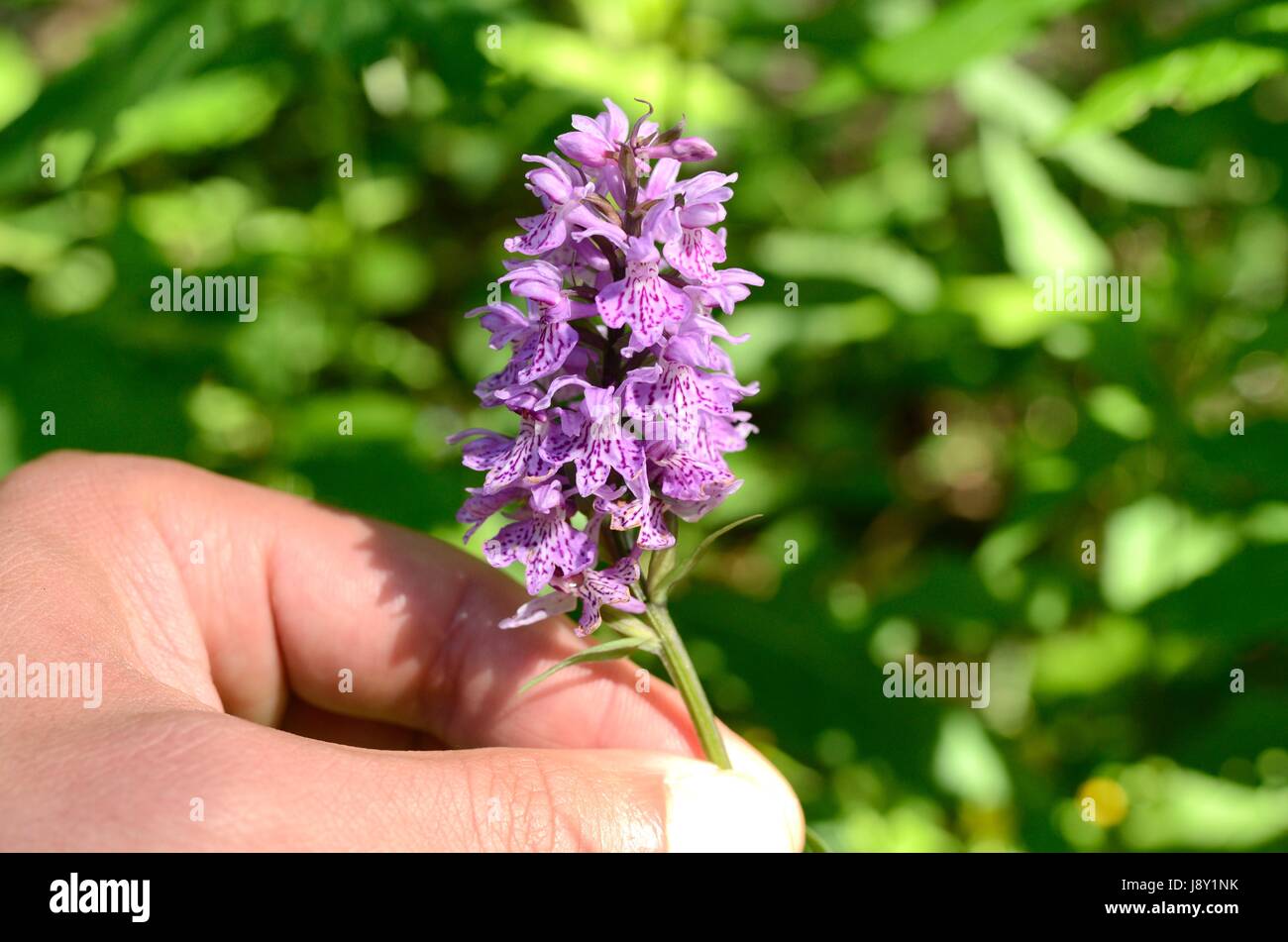 The Spotted Orchid Stock Photo