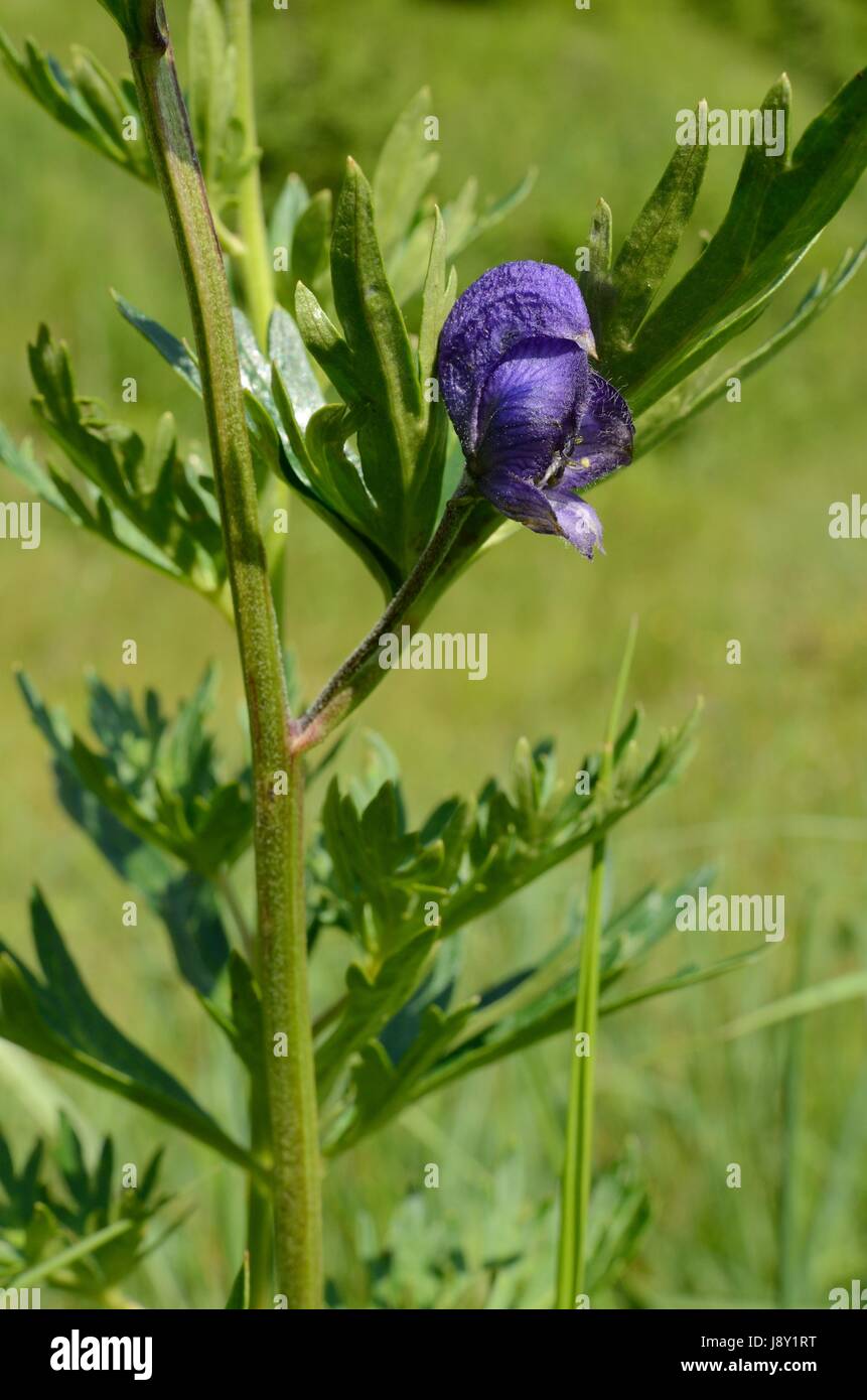Flower of Monkshood (Aconitum) Stock Photo