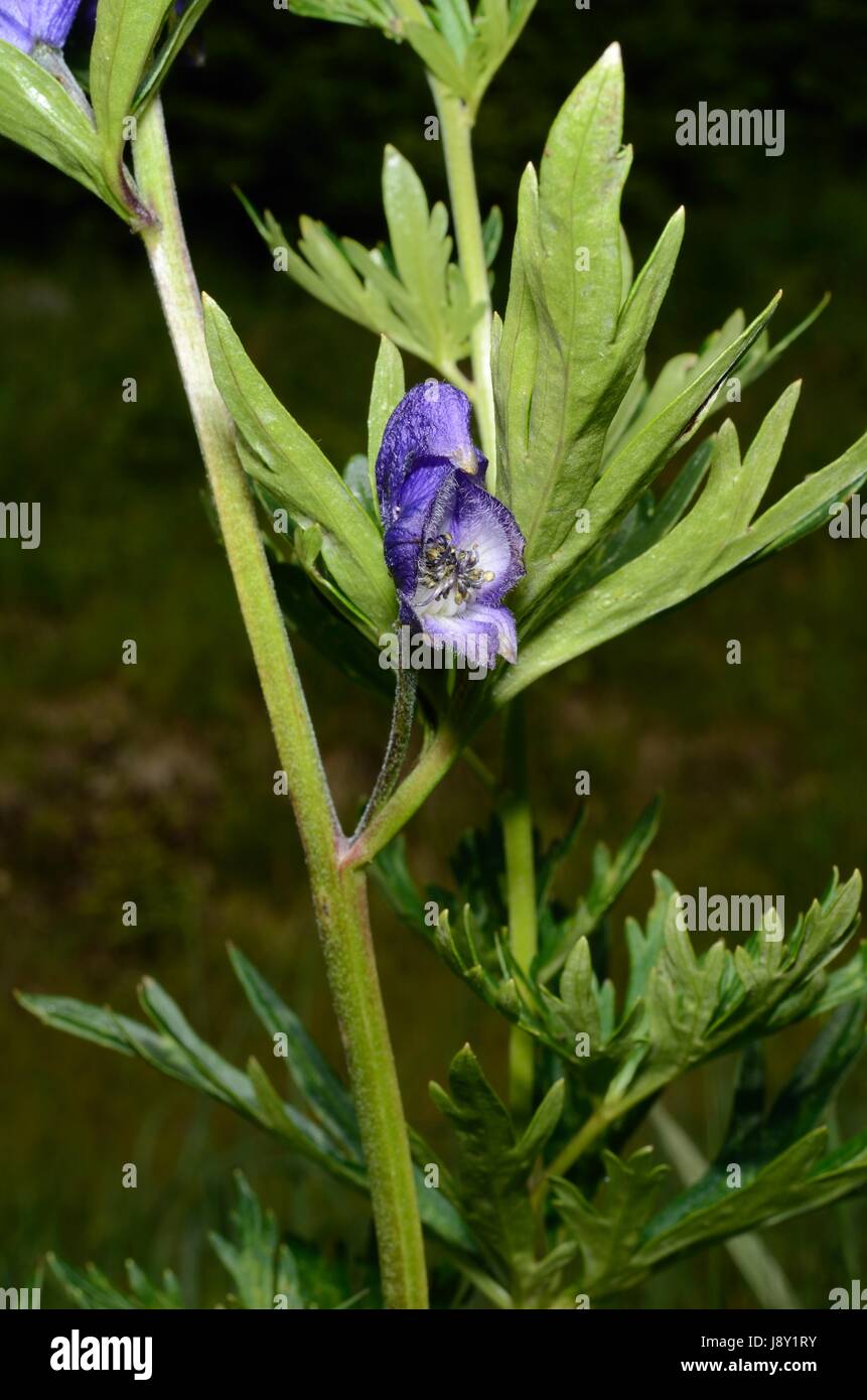 Flower of Monkshood (Aconitum) Stock Photo