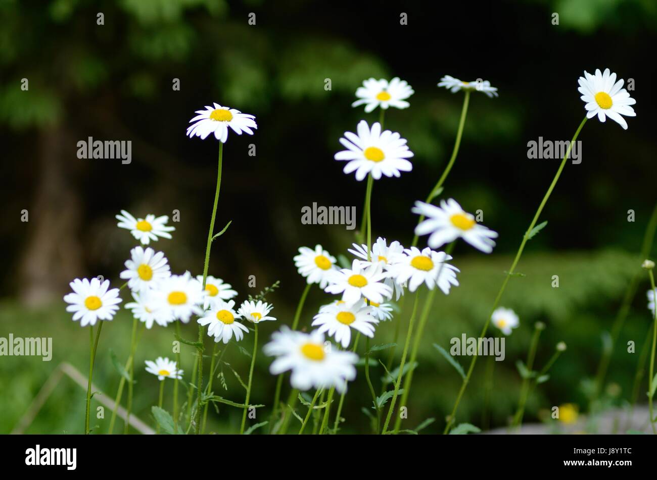 A group of daisies with forest background Stock Photo Alamy