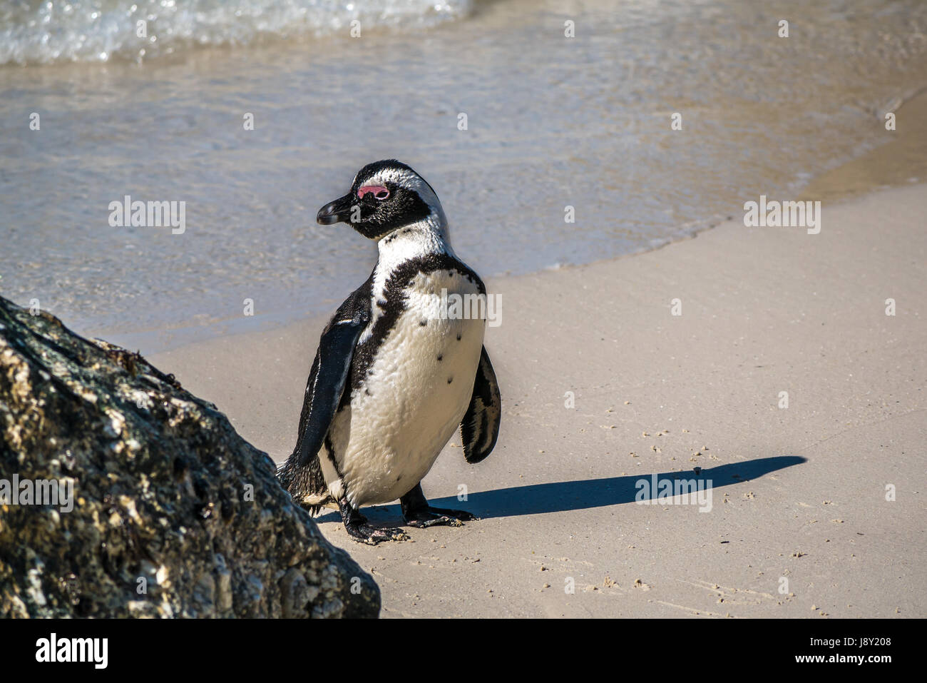 Close up of African or Jackass Penguin, Spheniscus demersus, penguin colony, Simon's Town, Cape Town, Western Cape South Africa Stock Photo