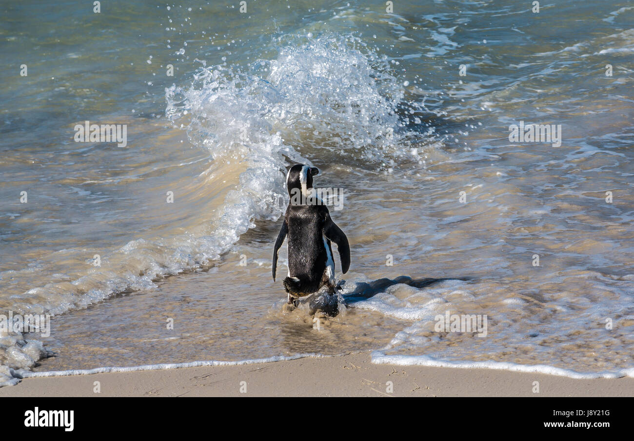 Jackass penguin, Spheniscus demersus, walking into waves, penguin colony, Simon's Town, Cape Town, Western Cape, South Africa Stock Photo