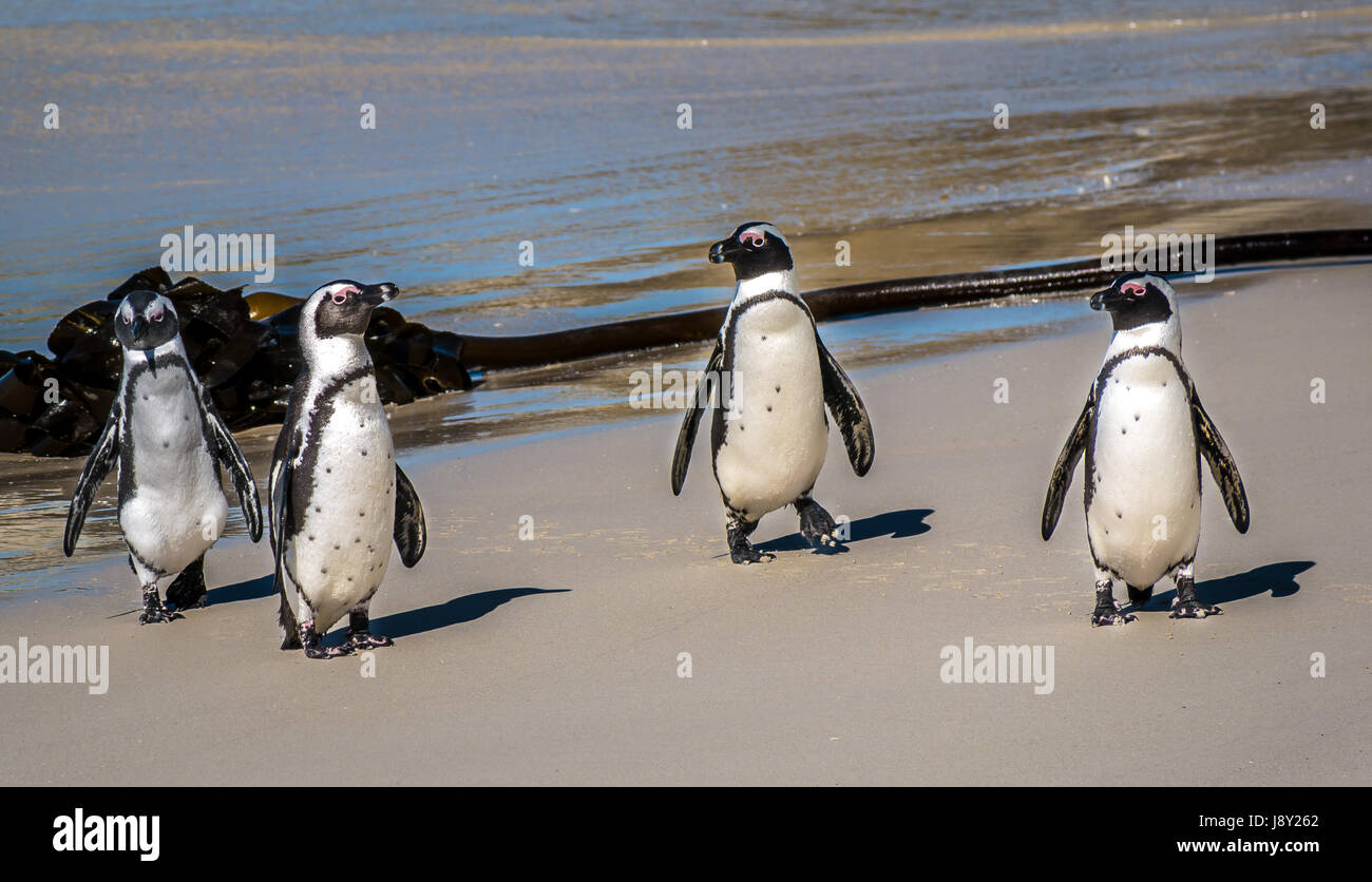 African or Jackass penguins, Spheniscus demersus, waddling on beach, at colony, Simon's Town, Western Cape, Cape Town, South Africa Stock Photo