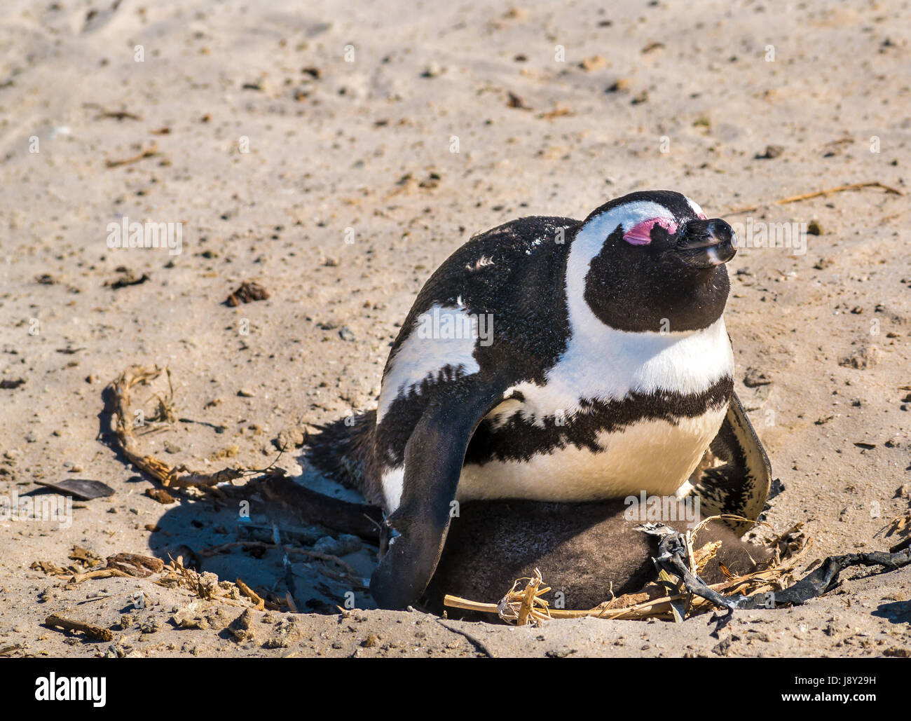 African penguin baby hires stock photography and images Alamy