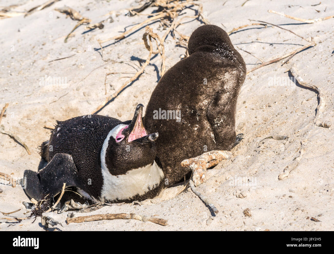 African penguin, Spheniscus demersus,parent calling with large fluffy brown baby in colony nursery, Simon's Town, Cape Town, Western Cape,South Africa Stock Photo