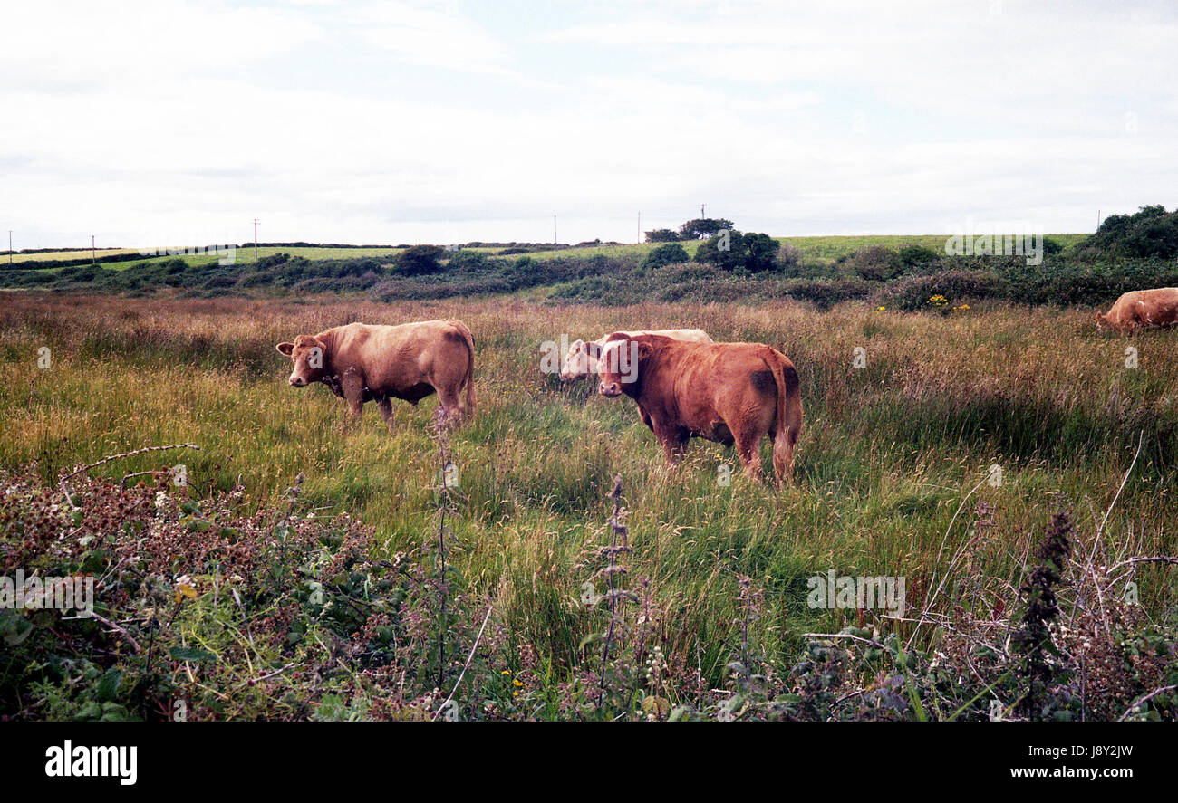 Coney Island Sligo, Ireland Stock Photo Alamy