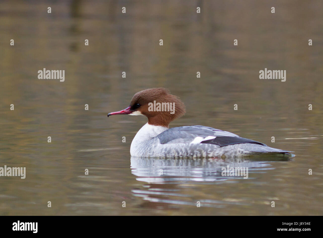 female, animal, bird, birds, horizontal, duck, nature, female, winter, animal, Stock Photo