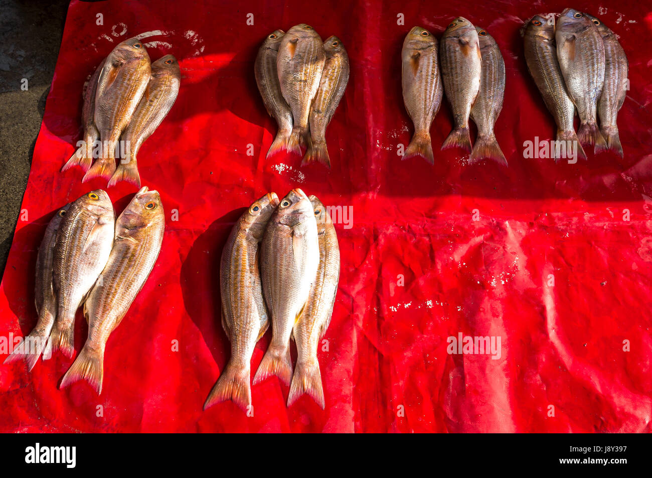 Cape snoek, Thyrsites atun, fish for sale, fish market, False Bay, Cape Town, Western Cape, South Africa Stock Photo