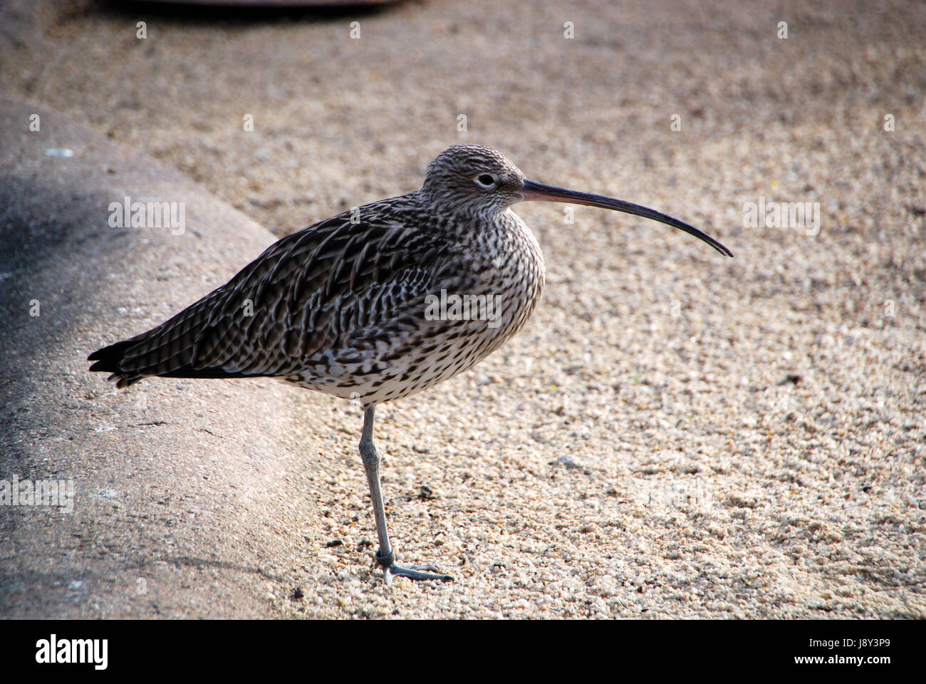 beak, beaks, sands, sand, beak, long, plumage, speckled, leg, beaks, wader, Stock Photo