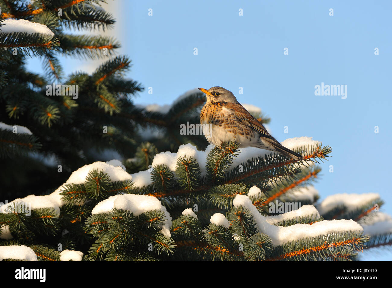 winter, bird, cold, birds, thrush, winter, animal, bird, cold, birds, Stock Photo