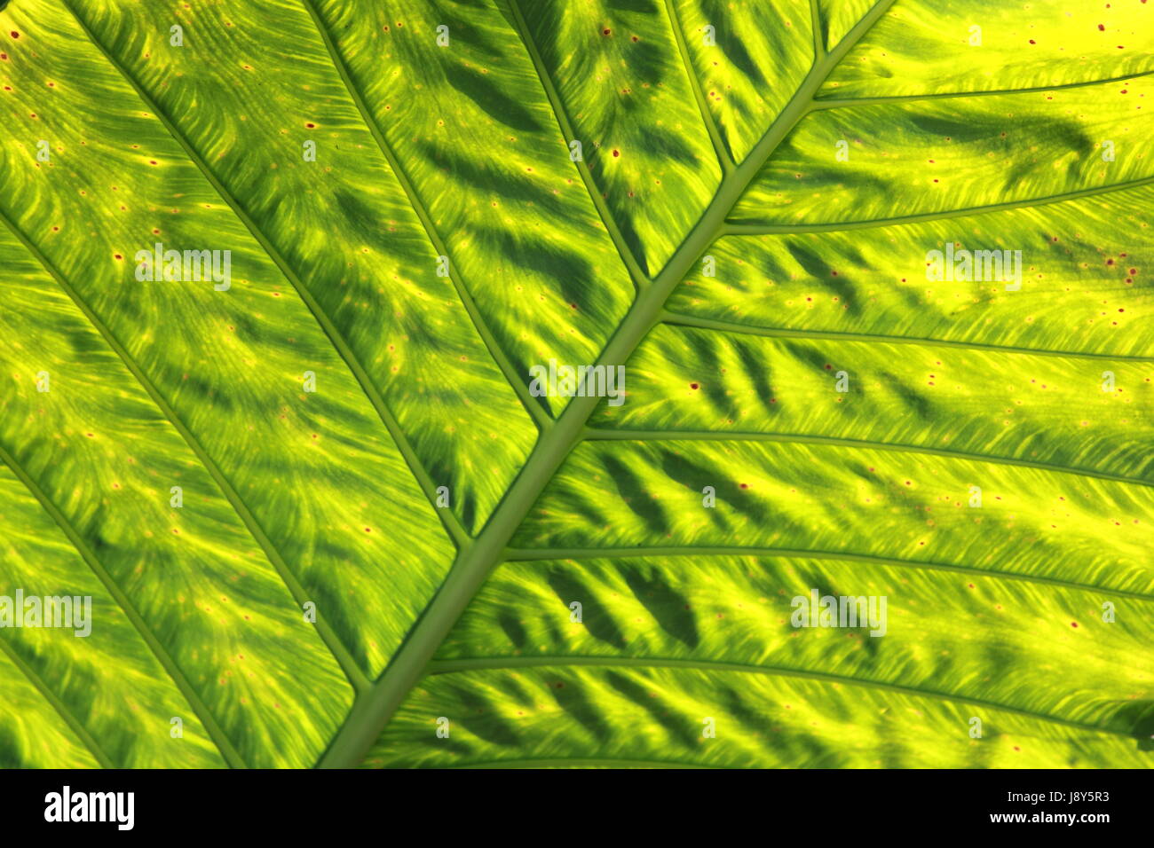 leaf, closeup, details, wallpaper, palm, fibres, fibers, lawn, green, backdrop, Stock Photo