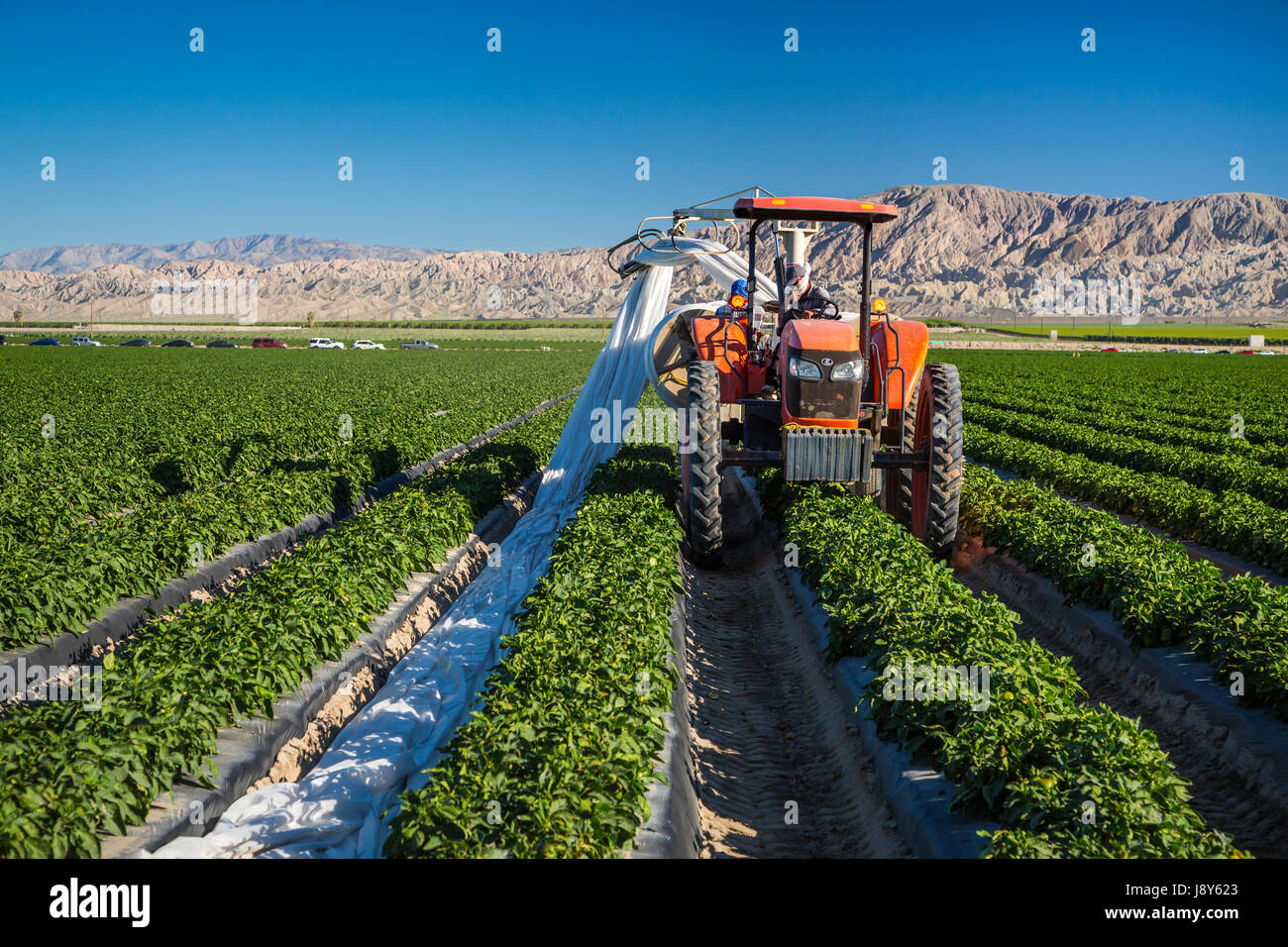 Rolling up plastic protective sheeting on a  red pepper field in the Imperial Valley of California, USA. Stock Photo