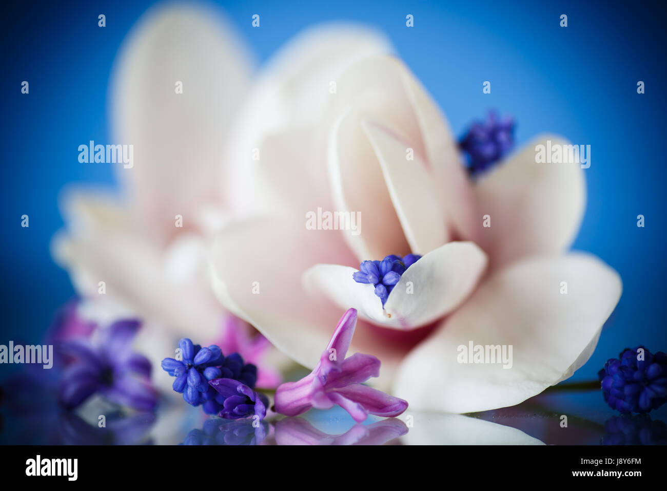 Set of spring flowers with magnolia Stock Photo - Alamy