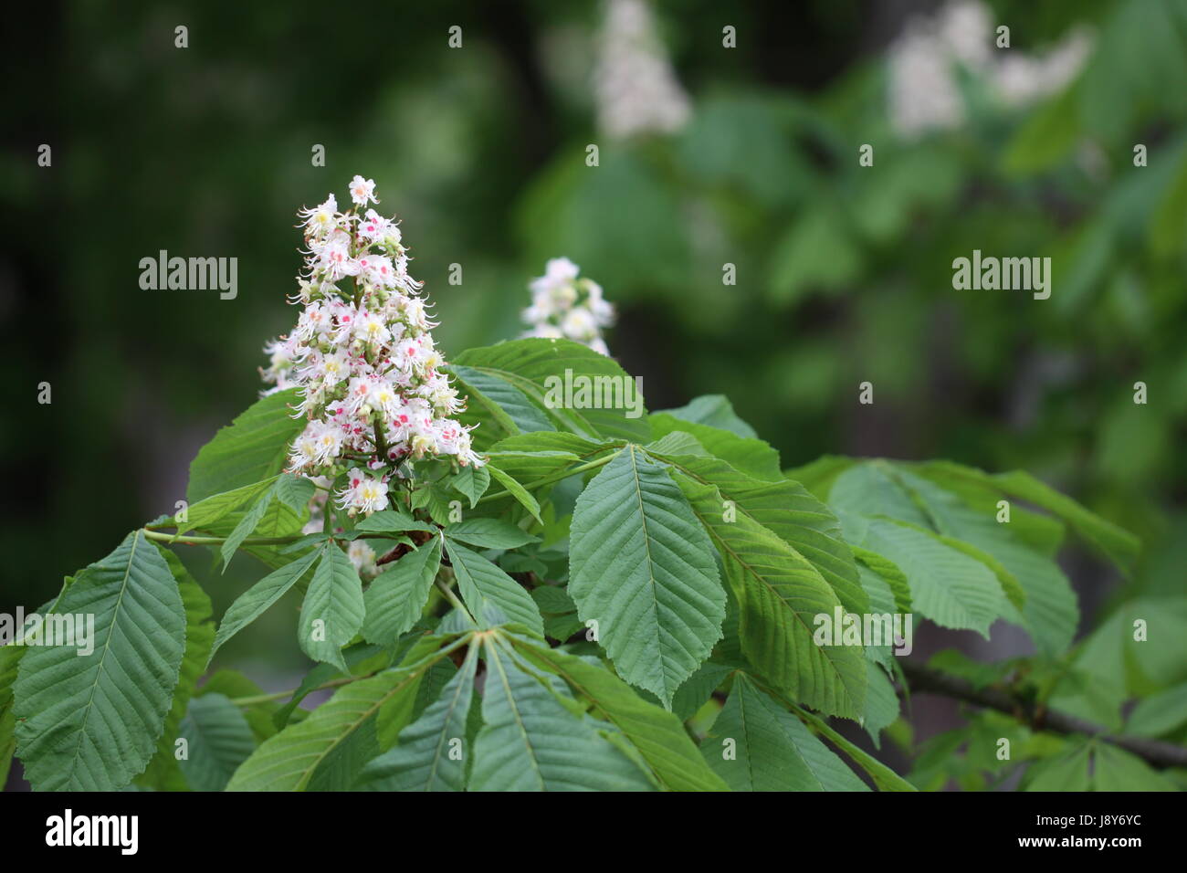 leaf, tree, trees, leaves, nature, chestnut, shine, shines, bright