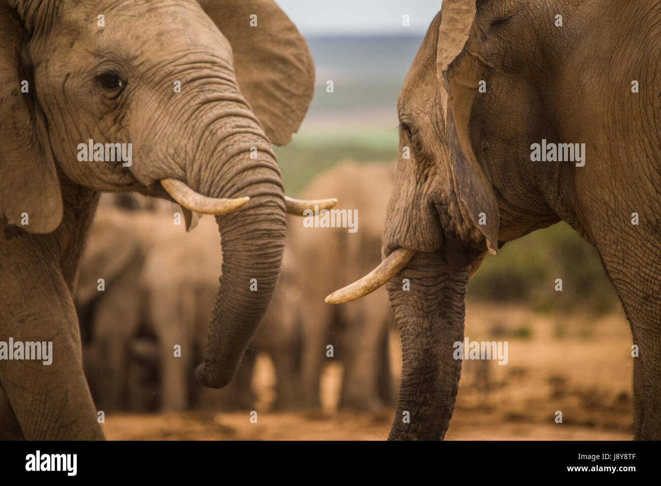 Elephants at Addo Elephant Park - South Africa Stock Photo