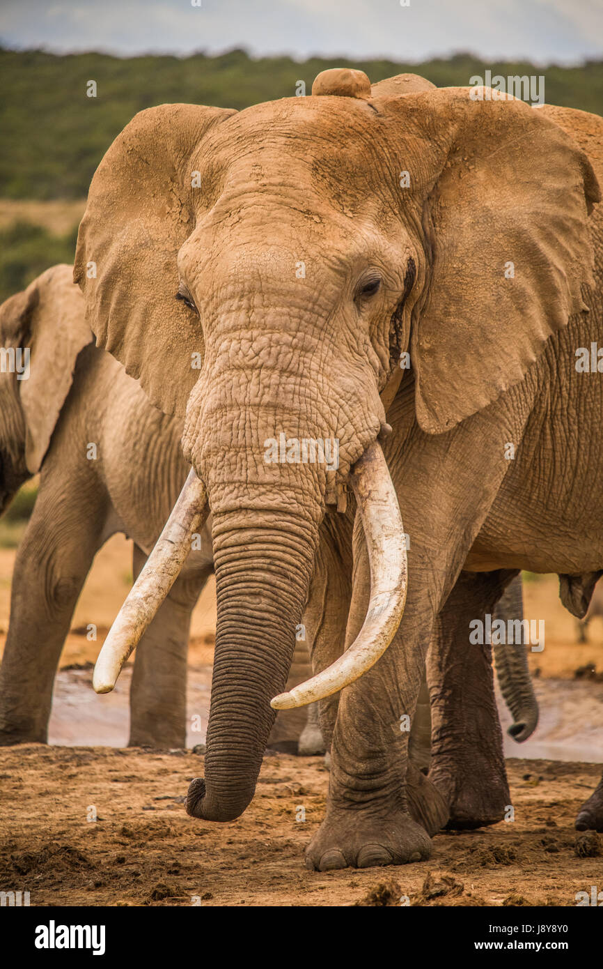 Elephants at Addo Elephant Park - South Africa Stock Photo