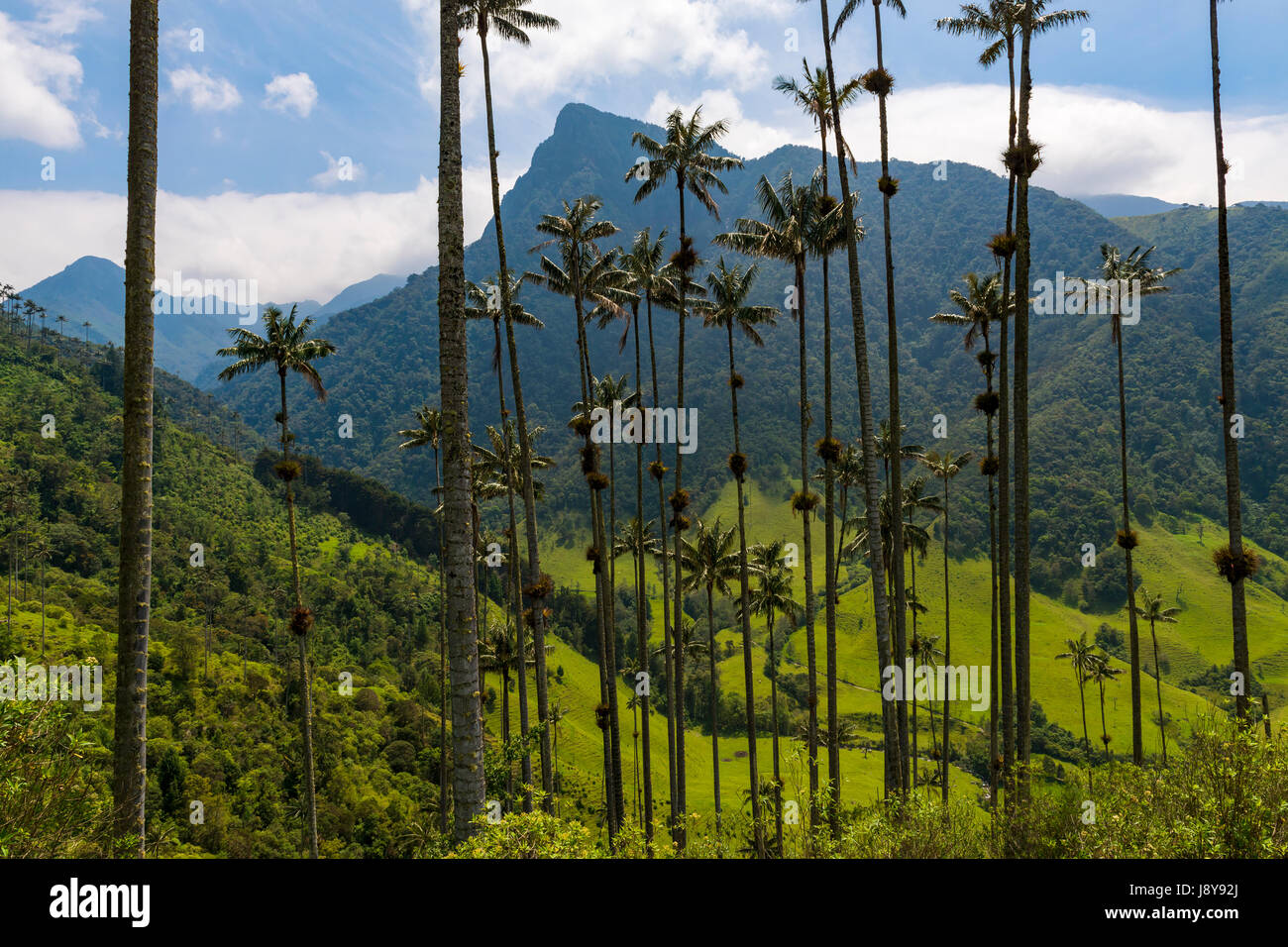 View of the scenic Cocora Valley with Quindio wax palm trees on the ...