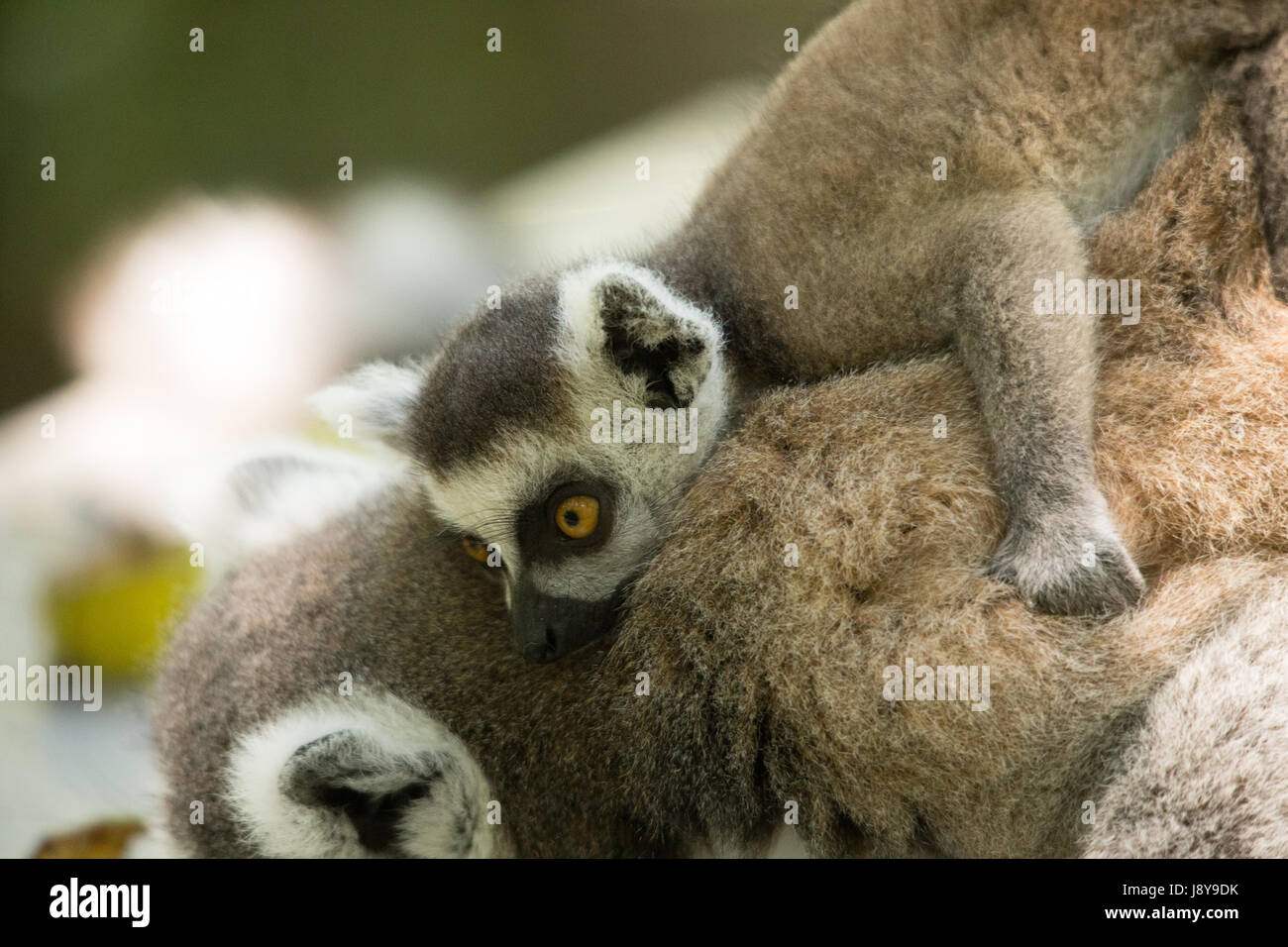Monkey's at Monkeyland South Africa Stock Photo Alamy