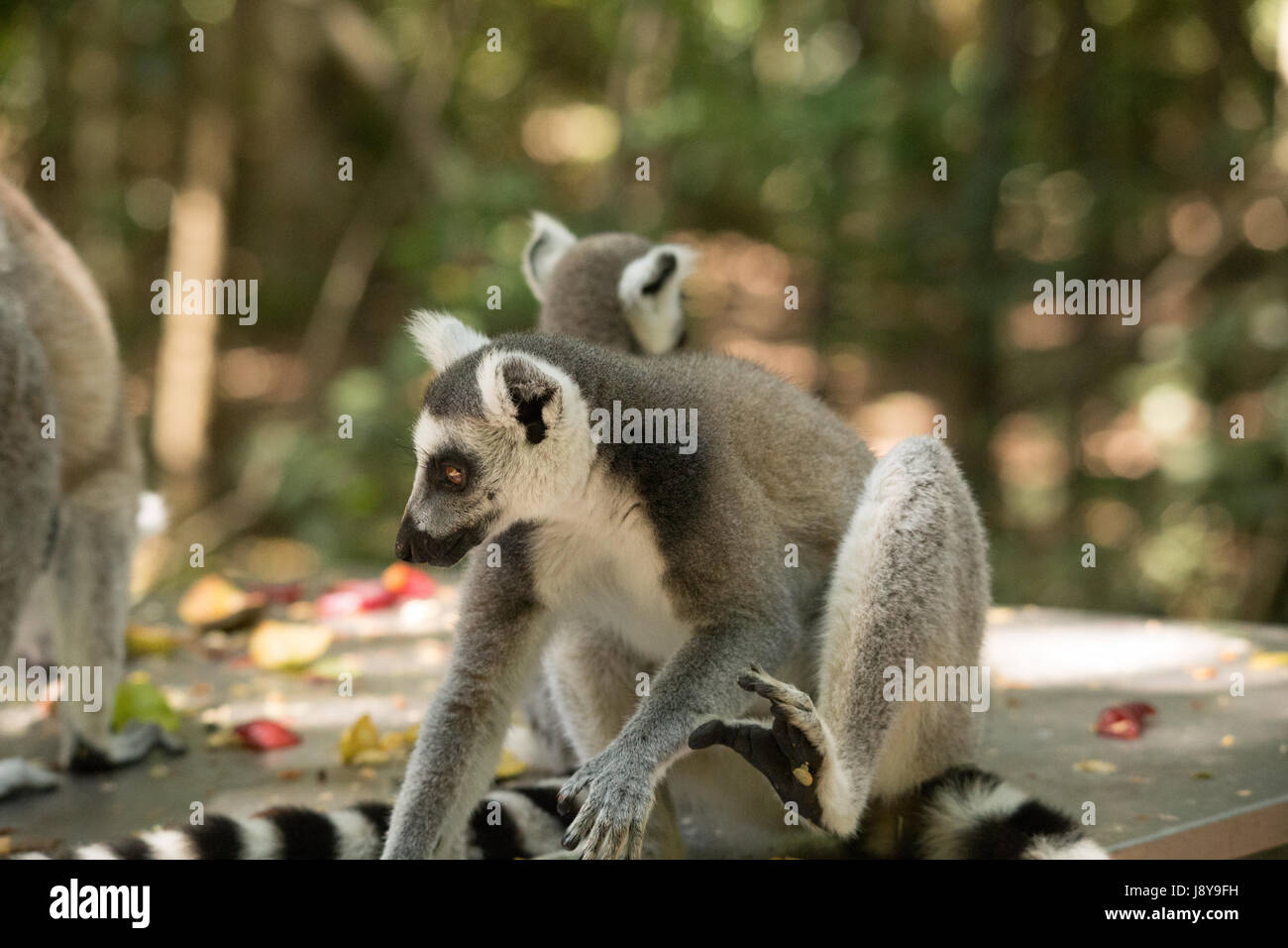 Monkey's at Monkeyland South Africa Stock Photo Alamy