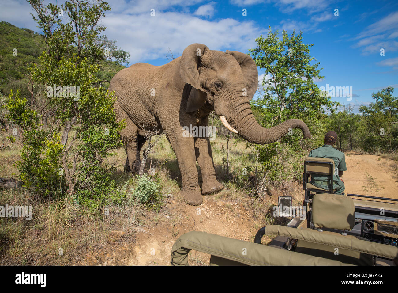 South Africa - January 15: Closely visit with a elephant during the safari at Mkuze Falls Game Reserve Stock Photo