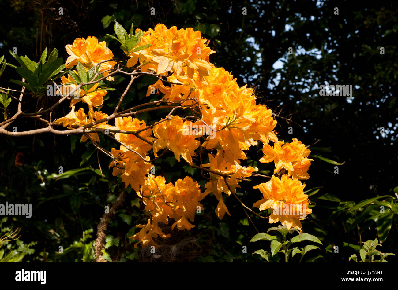Rhododendron flowers in Norfolk, England, UK Stock Photo