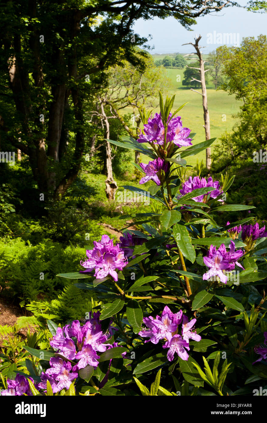 Rhododendron flowers in Sheringham Park, Norfolk, England, UK Stock