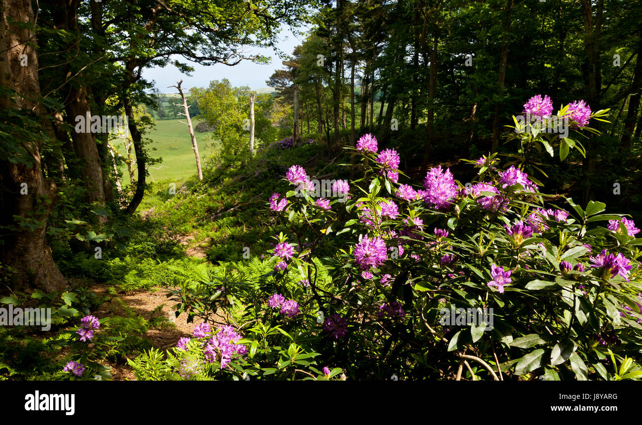 Rhododendron flowers in Sheringham Park, Norfolk, England, UK Stock Photo