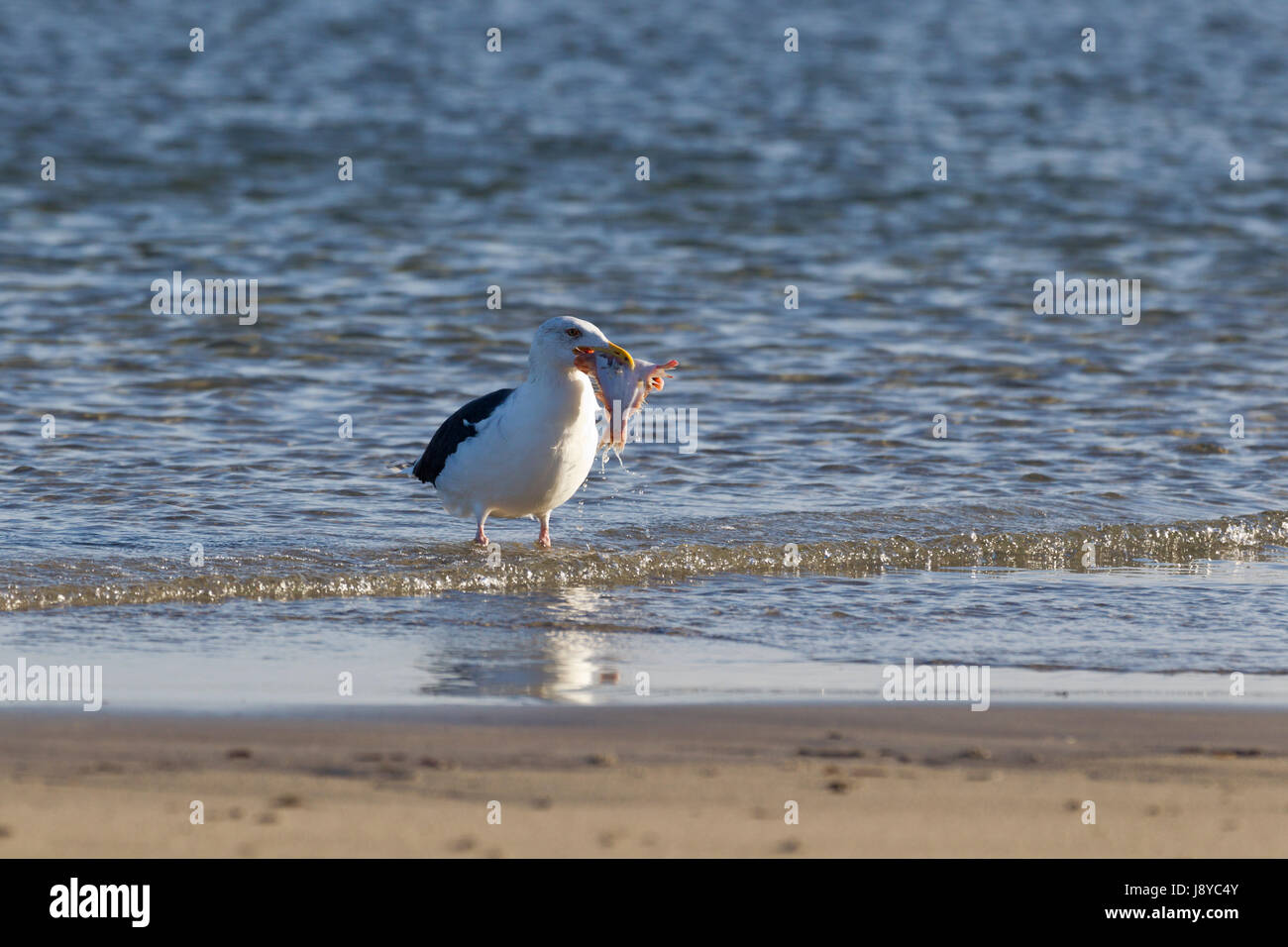 animal, horizontal, nature, seagull, gull, blue, food, aliment, animal, fish, Stock Photo