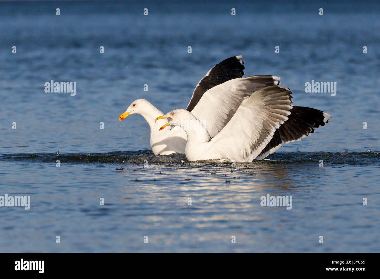 animal, horizontal, two, nature, seagulls, gulls, blue, animal, beach, seaside, Stock Photo