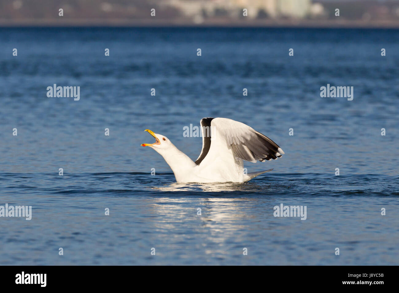 animal, bird, birds, horizontal, nature, seagull, gull, blue, animal, beach, Stock Photo