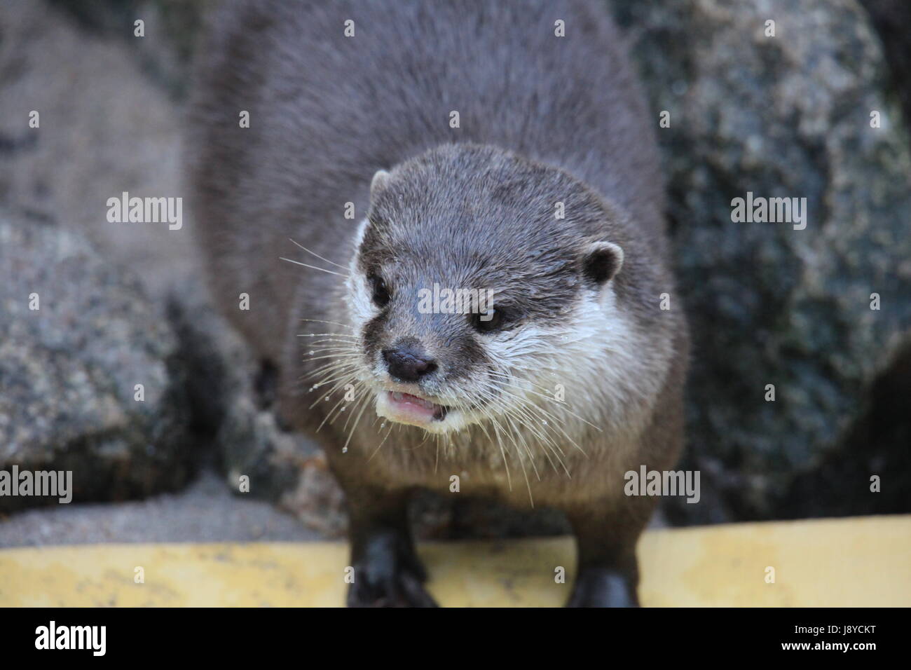 fish, otter, dwarf, macro, close-up, macro admission, close up view, animal, Stock Photo